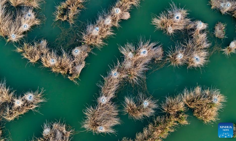 An aerial drone photo taken on April 18, 2026 shows nests of herons at the Shahu scenic area in Pingluo County of Shizuishan City in northwest China's Ningxia Hui Autonomous Region. From March to October each year, the Shahu scenic area serves as an important breeding habitat for migratory birds, featuring vast expanses of water, abundant plankton, fish and shrimp, and a variety of ecosystems.

In recent years, the area has continuously advanced the systematic governance of mountains, rivers, forests, farmlands, lakes, grasslands and deserts, restored lakes previously used for aquaculture, converted farmlands back into wetlands, and improved both water quality and the overall ecological environment. The number of birds species in the area has grown from 178 in 2011 to 216. Photo: Xinhua
