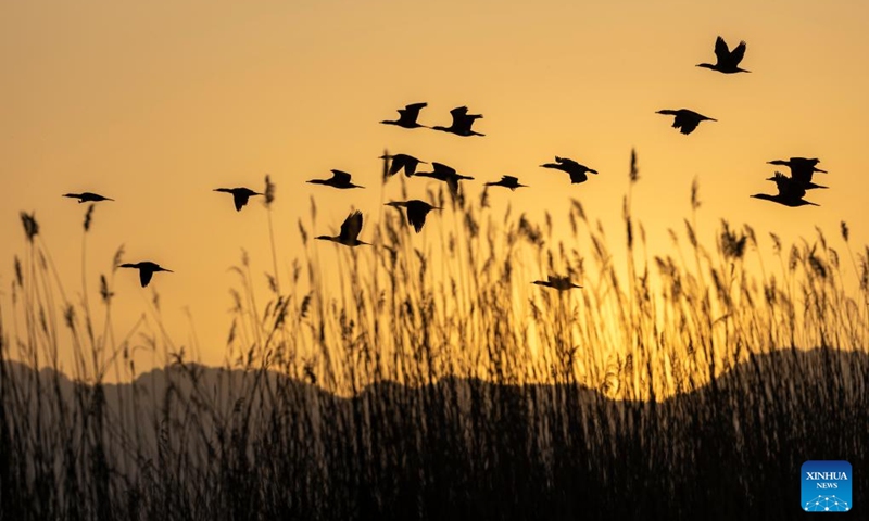 Cormorants fly over reeds at Shahu scenic area in Pingluo County of Shizuishan City in northwest China's Ningxia Hui Autonomous Region, April 17, 2026. From March to October each year, the Shahu scenic area serves as an important breeding habitat for migratory birds, featuring vast expanses of water, abundant plankton, fish and shrimp, and a variety of ecosystems.

In recent years, the area has continuously advanced the systematic governance of mountains, rivers, forests, farmlands, lakes, grasslands and deserts, restored lakes previously used for aquaculture, converted farmlands back into wetlands, and improved both water quality and the overall ecological environment. The number of birds species in the area has grown from 178 in 2011 to 216. Photo: Xinhua