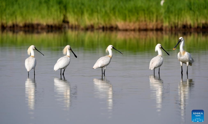 Eurasian spoonbills rest in Shahu Lake in Pingluo County of Shizuishan City in northwest China's Ningxia Hui Autonomous Region, April 18, 2026. From March to October each year, the Shahu scenic area serves as an important breeding habitat for migratory birds, featuring vast expanses of water, abundant plankton, fish and shrimp, and a variety of ecosystems.

In recent years, the area has continuously advanced the systematic governance of mountains, rivers, forests, farmlands, lakes, grasslands and deserts, restored lakes previously used for aquaculture, converted farmlands back into wetlands, and improved both water quality and the overall ecological environment. The number of birds species in the area has grown from 178 in 2011 to 216. Photo: Xinhua
