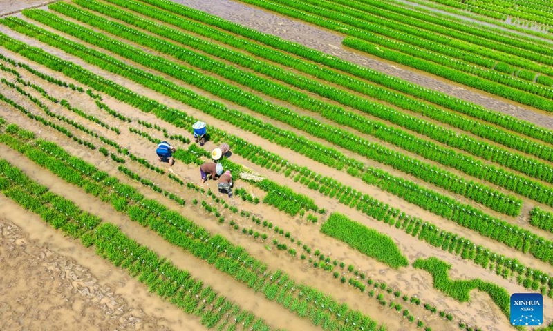 An aerial drone photo taken on April 18, 2026 shows farmers working in the fields of Weituo Town, Hechuan District, southwest China's Chongqing. The fields in Hechuan District of Chongqing are bustling with farming activity during the spring plowing season.

Hechuan, which serves as a key area for grain production and an important agricultural product protection zone in Chongqing, has seen its total grain output ranking the first in the city for 18 consecutive years. Photo: Xinhua