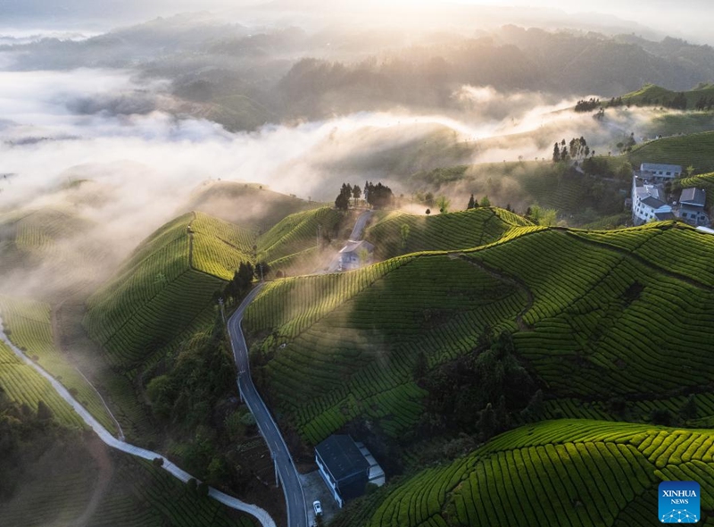 An aerial drone photo taken on April 18, 2026 shows a view of tea gardens on Mu'er Mountain of Hefeng County, central China's Hubei Province. (Photo by Qin Tao/Xinhua)