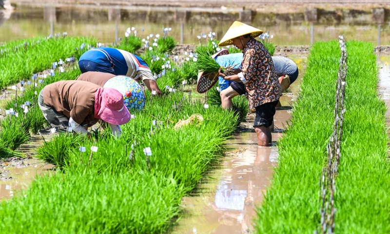Farmers work in the fields of Weituo Town, Hechuan District, southwest China's Chongqing, April 18, 2026. The fields in Hechuan District of Chongqing are bustling with farming activity during the spring plowing season.

Hechuan, which serves as a key area for grain production and an important agricultural product protection zone in Chongqing, has seen its total grain output ranking the first in the city for 18 consecutive years. Photo: Xinhua