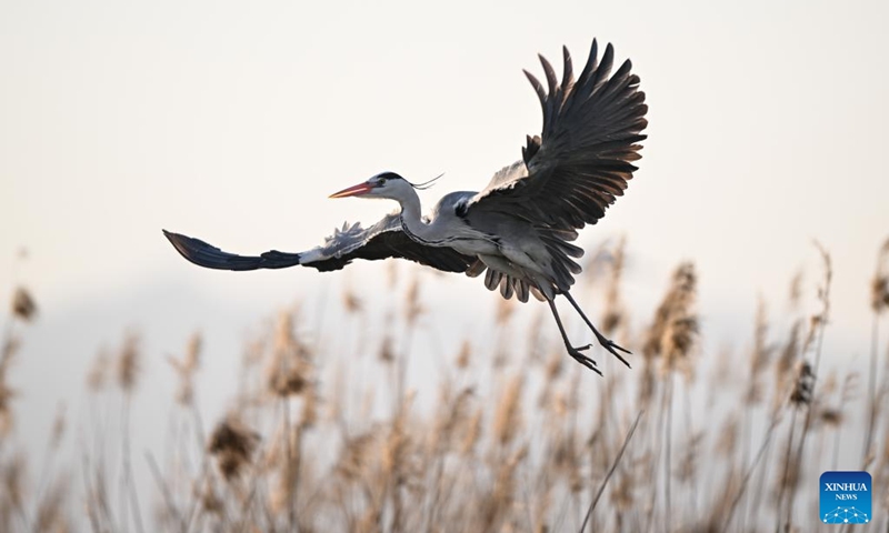 A heron flies among reeds at Shahu scenic area in Pingluo County of Shizuishan City in northwest China's Ningxia Hui Autonomous Region, April 17, 2026. From March to October each year, the Shahu scenic area serves as an important breeding habitat for migratory birds, featuring vast expanses of water, abundant plankton, fish and shrimp, and a variety of ecosystems.

In recent years, the area has continuously advanced the systematic governance of mountains, rivers, forests, farmlands, lakes, grasslands and deserts, restored lakes previously used for aquaculture, converted farmlands back into wetlands, and improved both water quality and the overall ecological environment. The number of birds species in the area has grown from 178 in 2011 to 216. Photo: Xinhua