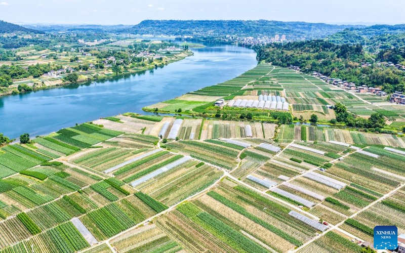 An aerial drone photo taken on April 18, 2026 shows a view of the fields of Weituo Town, Hechuan District, southwest China's Chongqing. The fields in Hechuan District of Chongqing are bustling with farming activity during the spring plowing season.

Hechuan, which serves as a key area for grain production and an important agricultural product protection zone in Chongqing, has seen its total grain output ranking the first in the city for 18 consecutive years. Photo: Xinhua