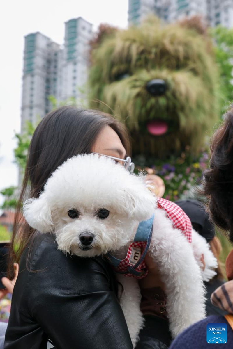 A woman carrying a dog poses for photos with a floral installation in the shape of a puppy at a flower fair in Jing'an District of Shanghai, east China, April 18, 2026. The 2026 Shanghai International Flower Show opened on Saturday with events in two main venues, 10 sub-venues and multiple exhibition spots across the city. (Xinhua/Wang Xiang)