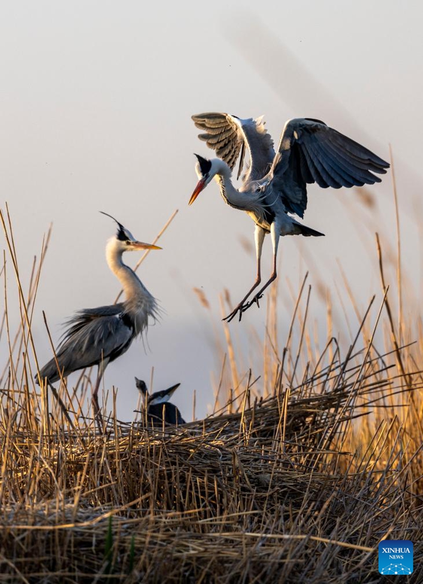 Herons return to their nest at Shahu scenic area in Pingluo County of Shizuishan City in northwest China's Ningxia Hui Autonomous Region, April 17, 2026. From March to October each year, the Shahu scenic area serves as an important breeding habitat for migratory birds, featuring vast expanses of water, abundant plankton, fish and shrimp, and a variety of ecosystems.

In recent years, the area has continuously advanced the systematic governance of mountains, rivers, forests, farmlands, lakes, grasslands and deserts, restored lakes previously used for aquaculture, converted farmlands back into wetlands, and improved both water quality and the overall ecological environment. The number of birds species in the area has grown from 178 in 2011 to 216. Photo: Xinhua