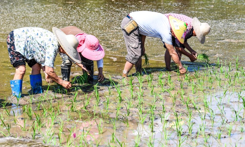 Farmers transplant rice seedlings in the fields of Weituo Town, Hechuan District, southwest China's Chongqing, April 18, 2026. The fields in Hechuan District of Chongqing are bustling with farming activity during the spring plowing season.

Hechuan, which serves as a key area for grain production and an important agricultural product protection zone in Chongqing, has seen its total grain output ranking the first in the city for 18 consecutive years. Photo: Xinhua