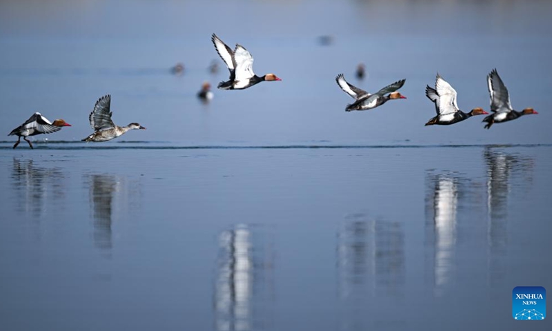 Red-crested pochards fly over Shahu Lake in Pingluo County of Shizuishan City in northwest China's Ningxia Hui Autonomous Region, April 18, 2026. From March to October each year, the Shahu scenic area serves as an important breeding habitat for migratory birds, featuring vast expanses of water, abundant plankton, fish and shrimp, and a variety of ecosystems.

In recent years, the area has continuously advanced the systematic governance of mountains, rivers, forests, farmlands, lakes, grasslands and deserts, restored lakes previously used for aquaculture, converted farmlands back into wetlands, and improved both water quality and the overall ecological environment. The number of birds species in the area has grown from 178 in 2011 to 216. Photo: Xinhua