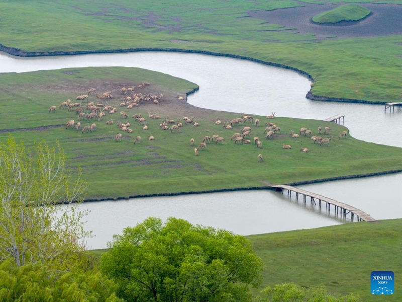 An aerial drone photo taken on April 17, 2026 shows a group of elks foraging at a national wetland park in Jiangyan District of Taizhou City, east China's Jiangsu Province. (Photo by Zhou Shegen/Xinhua)