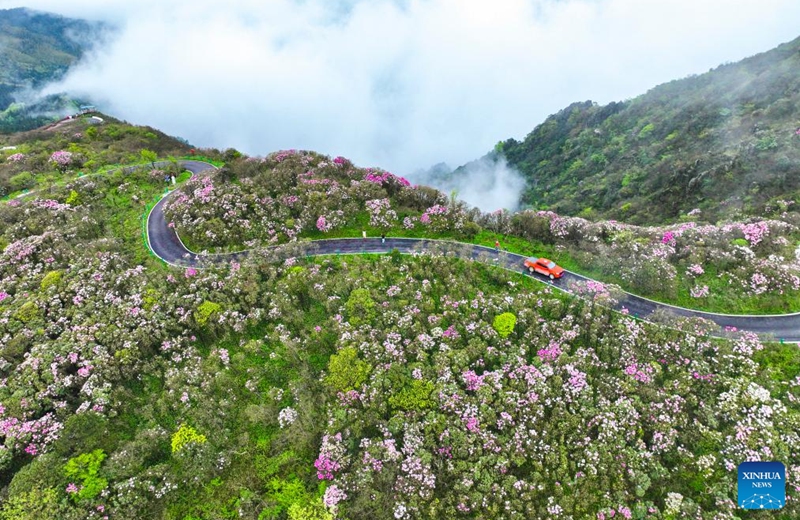 An aerial drone photo taken on April 17, 2026 shows tourists enjoying blooming rhododendrons at a national forest park in Shuangpai County, Yongzhou City of central China's Hunan Province. (Photo by Zhou Xiuyuchun/Xinhua)