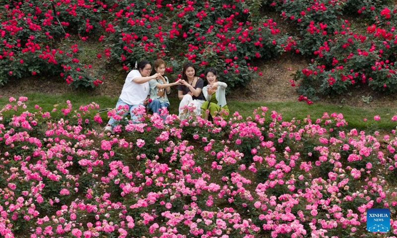A drone photo taken on April 15, 2026 shows people taking selfies amid flowers in Cuiping District of Yibin City, southwest China's Sichuan Province. (Photo by Peng Minxiang/Xinhua)