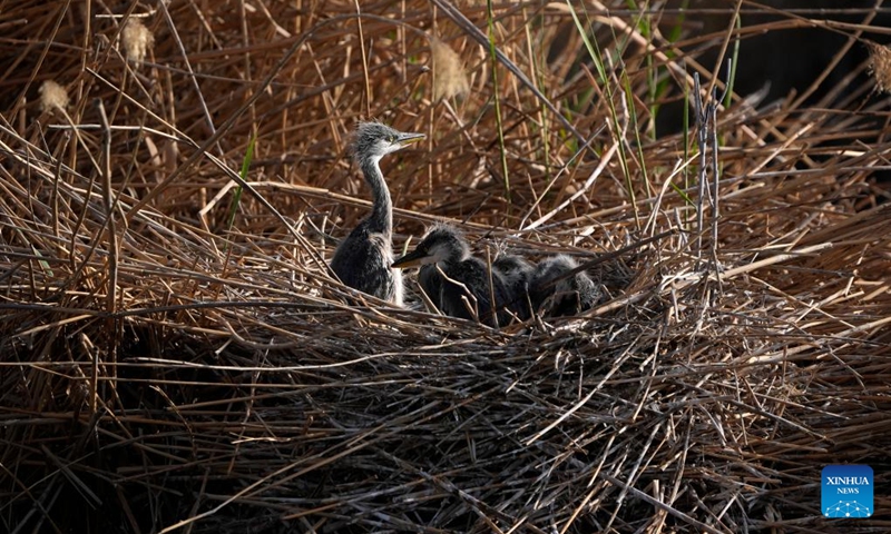 Baby herons are seen at Shahu scenic area in Pingluo County of Shizuishan City in northwest China's Ningxia Hui Autonomous Region, April 18, 2026. From March to October each year, the Shahu scenic area serves as an important breeding habitat for migratory birds, featuring vast expanses of water, abundant plankton, fish and shrimp, and a variety of ecosystems.

In recent years, the area has continuously advanced the systematic governance of mountains, rivers, forests, farmlands, lakes, grasslands and deserts, restored lakes previously used for aquaculture, converted farmlands back into wetlands, and improved both water quality and the overall ecological environment. The number of birds species in the area has grown from 178 in 2011 to 216. Photo: Xinhua