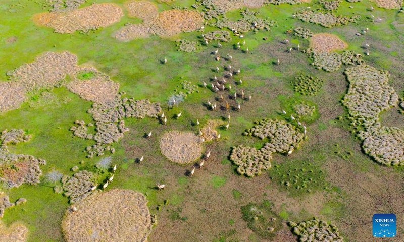 An aerial drone photo taken on April 15, 2026 shows elks foraging at Tiaozini wetland in Dongtai of Yancheng City, east China's Jiangsu Province. (Photo by Sun Jialu/Xinhua)