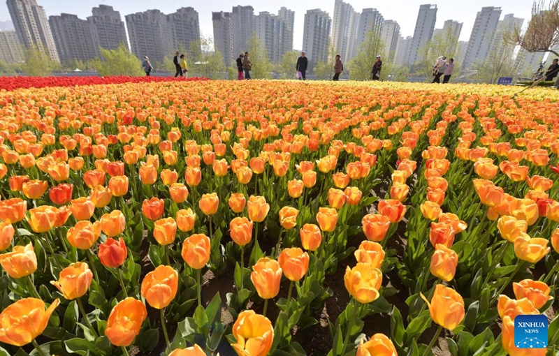 Tourists enjoy blossoms in Liujiaxia Town of Yongjing County, Linxia Hui Autonomous Prefecture of northwest China's Gansu Province, April 17, 2026. (Photo by Shi Youdong/Xinhua)