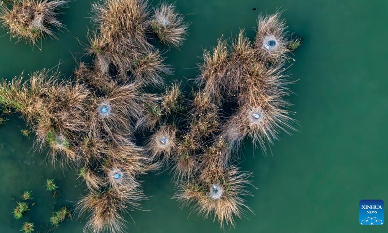 An aerial drone photo taken on April 17, 2026 shows heron nests at the Shahu scenic area in Shizuishan, northwest China's Ningxia Hui Autonomous Region. (Xinhua/Wang Peng)


