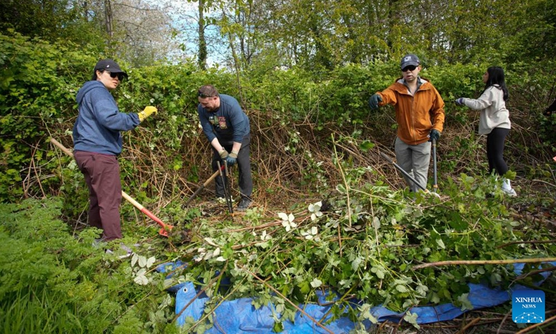 Volunteers remove invasive plants during an event marking the upcoming Earth Day in Vancouver, British Columbia, Canada, on April 19, 2026. (Photo by Liang Sen/Xinhua)

