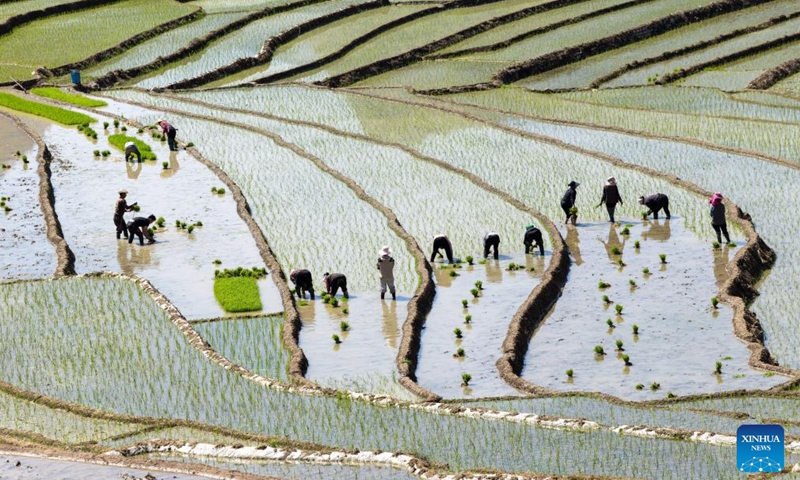 Villagers plant rice seedlings in terraced fields in Ganluo County, southwest China's Sichuan Province, April 18, 2026. (Xinhua/Jiang Hongjing)

