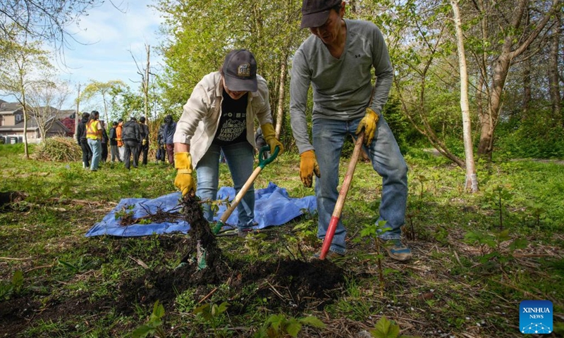 Volunteers remove invasive plants during an event marking the upcoming Earth Day in Vancouver, British Columbia, Canada, on April 19, 2026. (Photo by Liang Sen/Xinhua)

