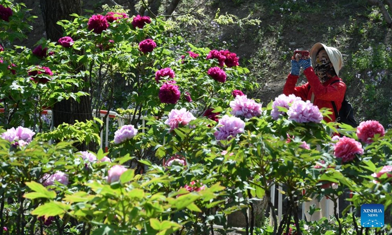 A tourist takes photos of blooming peonies at Yuanmingyuan Park in Beijing, capital of China, April 20, 2026. (Xinhua/Luo Xiaoguang)

