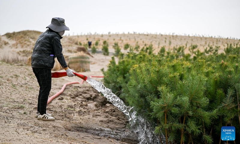 A worker irrigates trees at an anti-desertification project area in Horqin Left Wing Rear Banner of Tongliao City, north China's Inner Mongolia Autonomous Region, April 19, 2026. The sandy area of this project is nearly 3,000 mu (200 hectares), which is the last mobile and semi-mobile sandy land to be treated in Horqin Left Rear Banner. (Xinhua/Lian Zhen)

