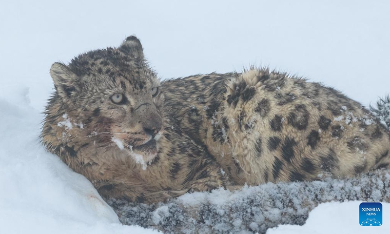 A drone photo taken on April 12, 2026 shows a snow leopard at Lianbao Yeze scenic area in Aba County of Aba Tibetan and Qiang Autonomous Prefecture, southwest China's Sichuan Province. Known as the king of the snow mountains, snow leopards are under first-class national protection in China. They are native to snow-capped mountains in central and southern Asia and serve as a barometer for the health of the entire high-altitude ecosystem. (Photo by Yongdan/Xinhua)

