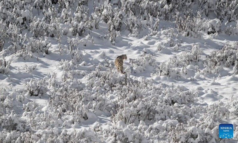 A snow leopard is pictured at Lianbao Yeze scenic area in Aba County of Aba Tibetan and Qiang Autonomous Prefecture, southwest China's Sichuan Province, April 12, 2026. Known as the king of the snow mountains, snow leopards are under first-class national protection in China. They are native to snow-capped mountains in central and southern Asia and serve as a barometer for the health of the entire high-altitude ecosystem. (Photo by Yongdan/Xinhua)

