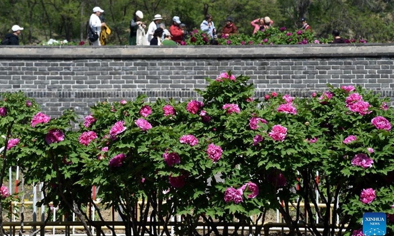 Tourists enjoy blooming peonies at Yuanmingyuan Park in Beijing, capital of China, April 20, 2026. (Xinhua/Luo Xiaoguang)

