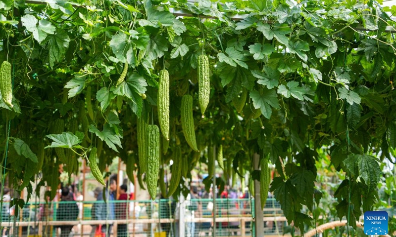 Vegetables are pictured at the 27th China (Shouguang) International Vegetable Science and Technology Expo in Shouguang, east China's Shandong Province, April 20, 2026.

