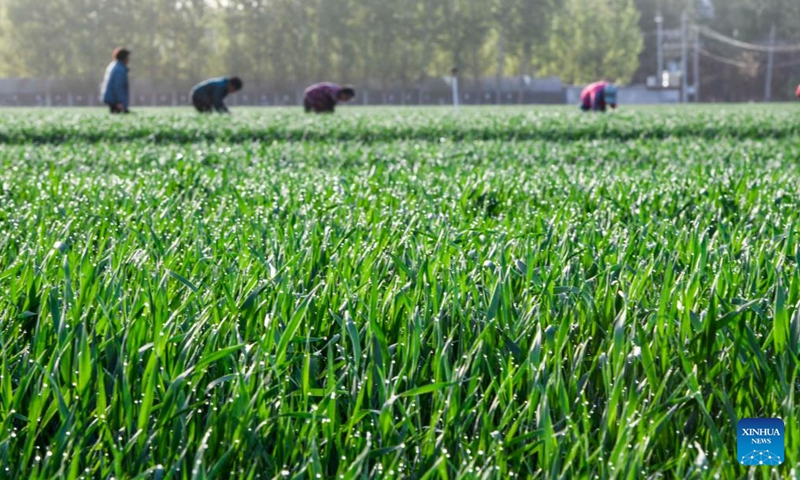 Farmers sow peanuts in a field in Dongxinzhuang Town, Zunhua City, north China's Hebei Province, April 20, 2026.


