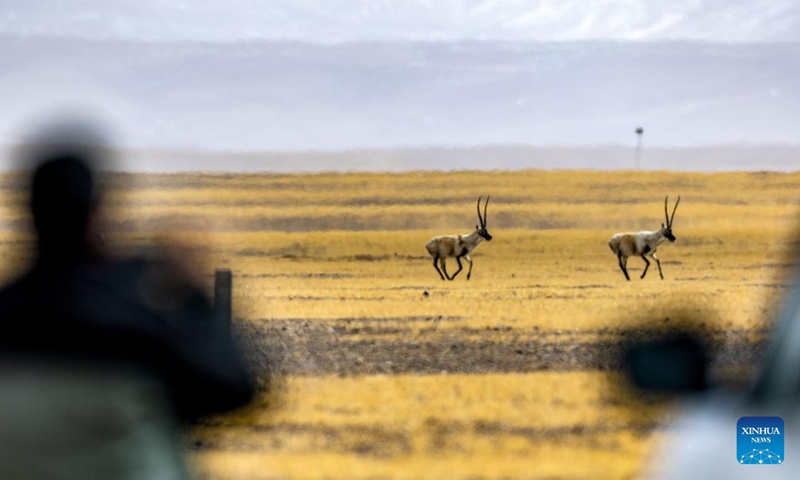 This photo taken on April 12, 2026 shows Tibetan antelopes at the Changtang National Nature Reserve in southwest China's Xizang Autonomous Region. (Xinhua/Jiang Fan)

