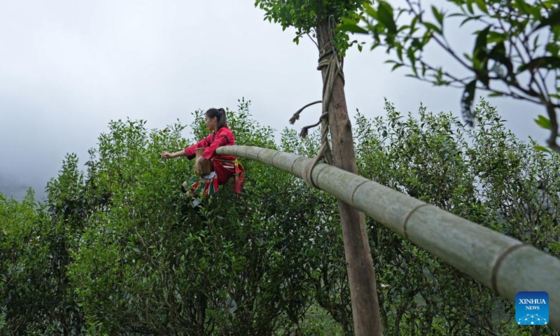A tea picker picks tea leaves with a bamboo pole in Zhongliu Village of Longji Town, Guilin City of south China's Guangxi Zhuang Autonomous Region, April 15, 2026. (Photo by Wei Jiyang/Xinhua)

