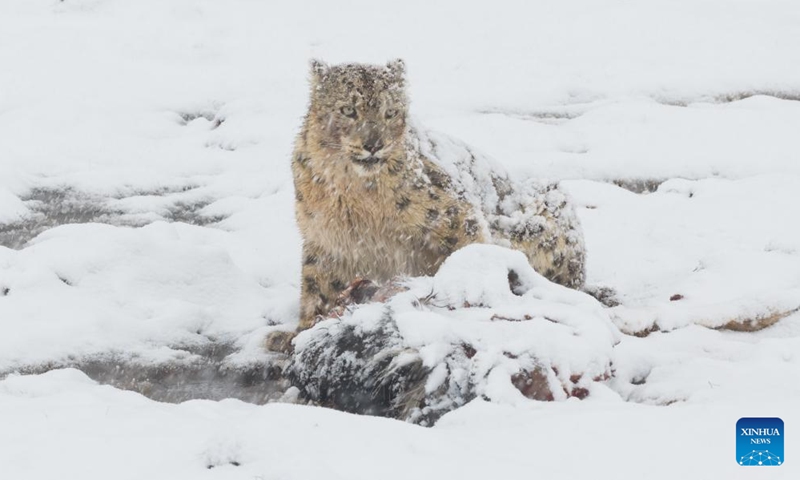 A drone photo taken on April 11, 2026 shows a snow leopard at Lianbao Yeze scenic area in Aba County of Aba Tibetan and Qiang Autonomous Prefecture, southwest China's Sichuan Province. Known as the king of the snow mountains, snow leopards are under first-class national protection in China. They are native to snow-capped mountains in central and southern Asia and serve as a barometer for the health of the entire high-altitude ecosystem. (Photo by Yongdan/Xinhua)

