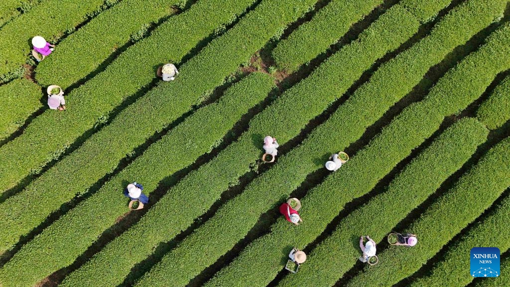 An aerial drone photo taken on April 20, 2026 shows farmers picking tea leaves in Banhai Village of Ning'er Town, Ning'er Hani and Yi Autonomous County of Pu'er City, southwest China's Yunnan Province. (Photo by Yang Tingrong/Xinhua)

