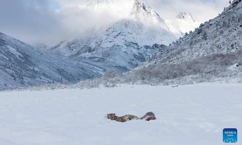 A drone photo taken on April 12, 2026 shows a snow leopard at Lianbao Yeze scenic area in Aba County of Aba Tibetan and Qiang Autonomous Prefecture, southwest China's Sichuan Province. Known as the king of the snow mountains, snow leopards are under first-class national protection in China. They are native to snow-capped mountains in central and southern Asia and serve as a barometer for the health of the entire high-altitude ecosystem. (Photo by Yongdan/Xinhua)

