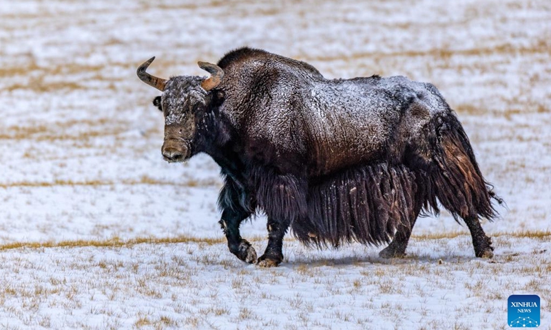 This photo taken on April 9, 2026 shows a wild yak at the Changtang National Nature Reserve in southwest China's Xizang Autonomous Region. (Xinhua/Jiang Fan)

