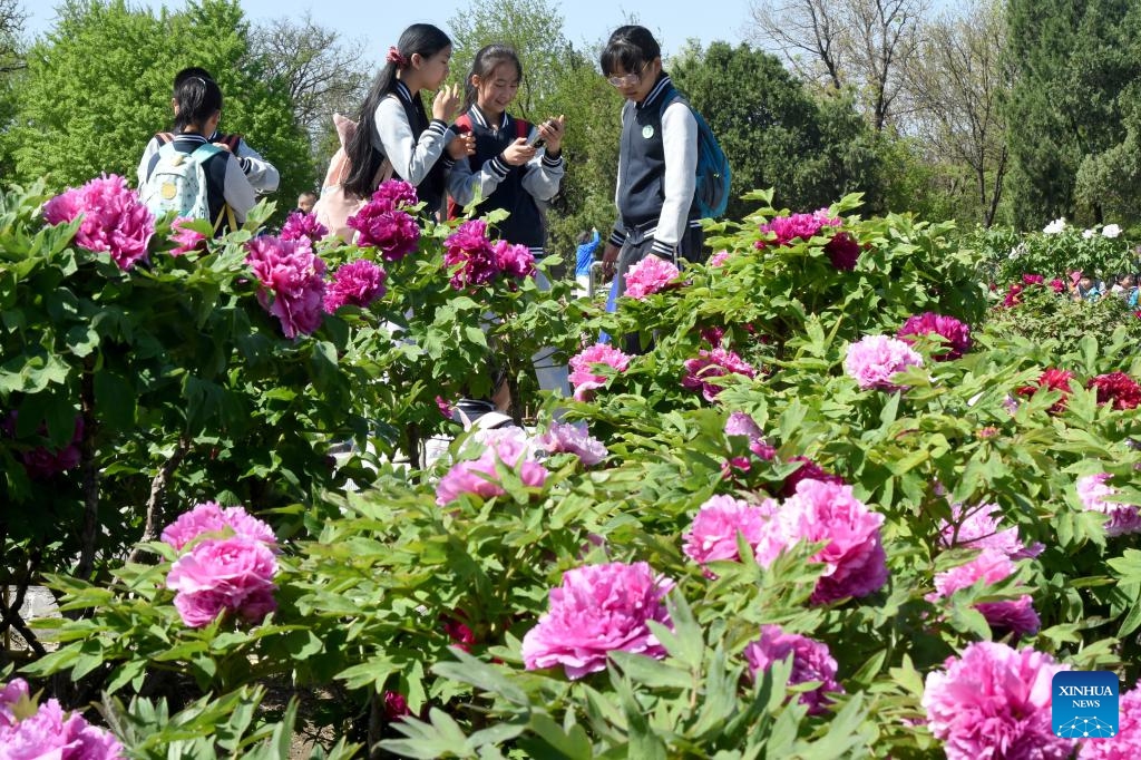 Students enjoy blooming peonies at Yuanmingyuan Park in Beijing, capital of China, April 20, 2026. (Xinhua/Luo Xiaoguang)


