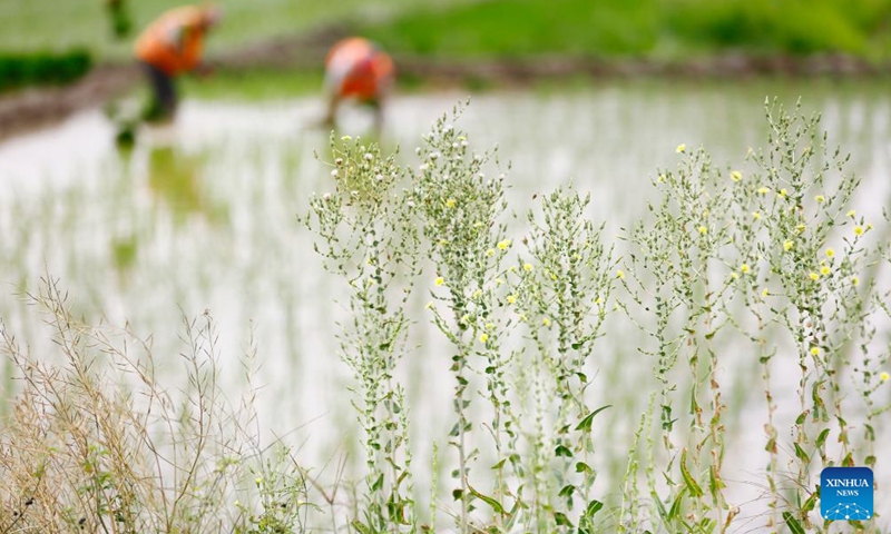 Villagers transplant rice seedlings in a field in Tianya District, Sanya, south China's Hainan Province, April 20, 2026.

