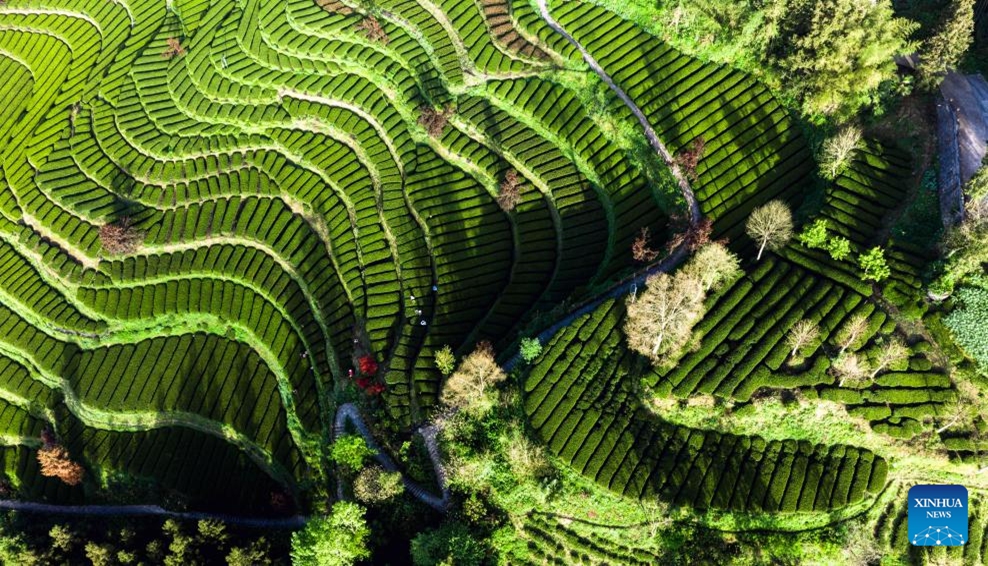 An aerial drone photo taken on April 18, 2026 shows farmers picking tea leaves at a tea garden of Huazhishan Village of Tunbao Township, Enshi Tujia and Miao Autonomous Prefecture of central China's Hubei Province, April 18, 2026. (Photo by Wen Lin/Xinhua)

