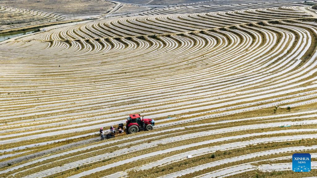 An aerial drone photo taken on April 20, 2026 shows farmers applying mulch films in a sugarcane field in Wenshan City, Wenshan Zhuang and Miao Autonomous Prefecture, southwest China's Yunnan Province.

