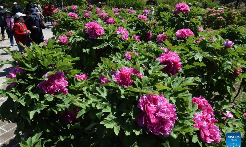 Tourists enjoy blooming peonies at Yuanmingyuan Park in Beijing, capital of China, April 20, 2026. (Xinhua/Luo Xiaoguang)

