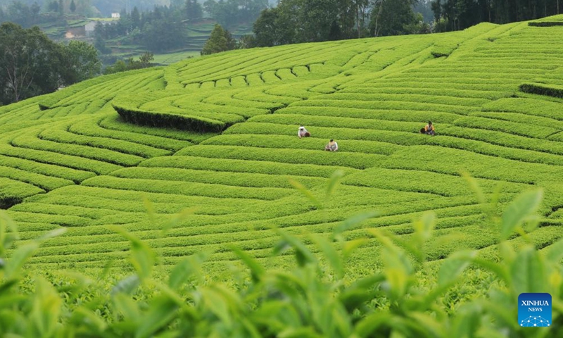 Farmers pick tea leaves at a tea garden in Tuantian Township of Tengchong City, southwest China's Yunnan Province, April 20, 2026. (Photo by Gong Zujin/Xinhua)

