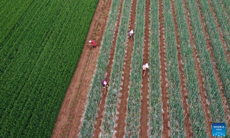 An aerial drone photo taken on April 20, 2026 shows farmers weeding onion seed fields in Baixiang Town, Qinyang, central China's Henan Province.

