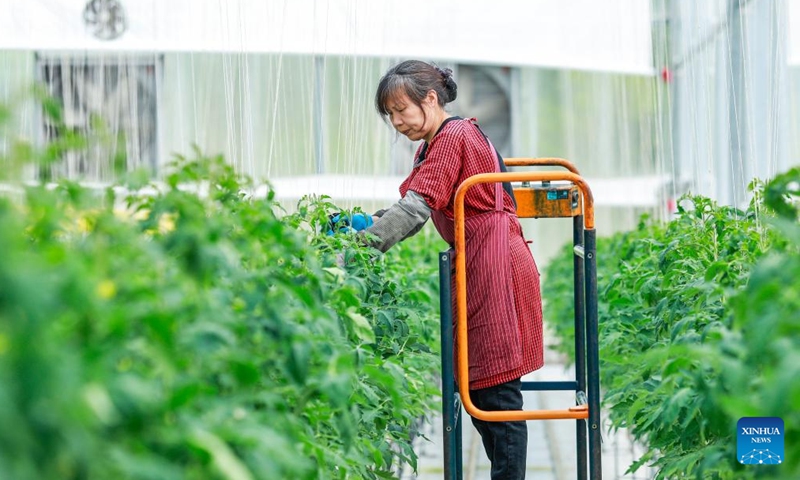 An employee pollinates tomato flowers in Liangping District, southwest China's Chongqing, on April 3, 2026. (Photo by Xiong Wei/Xinhua)

