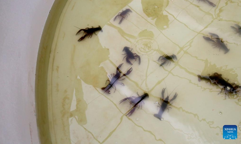Crayfish are pictured at a modern agriculture demonstration base for Xuyi crayfish in Xuyi County, east China's Jiangsu Province, March 27, 2026. 