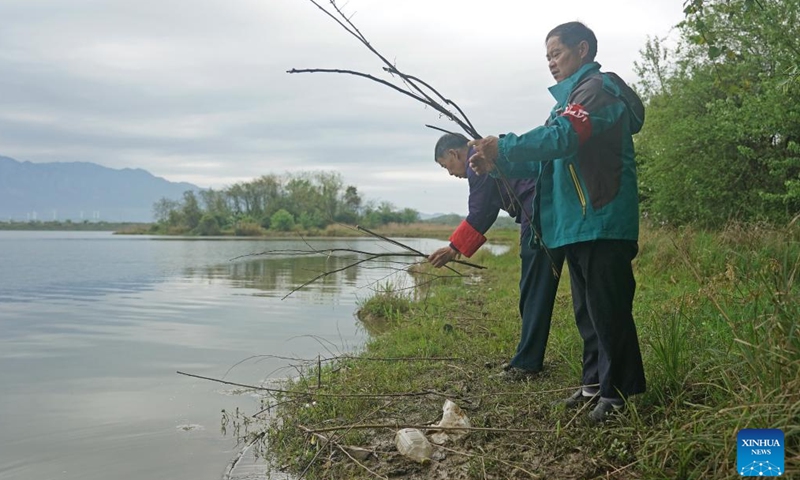 Xu Guosong (R) picks branches and places them by the lakeside to help grey herons gather nest-building materials in Dazizui Village of Duchang County, east China's Jiangxi Province, April 9, 2026.

