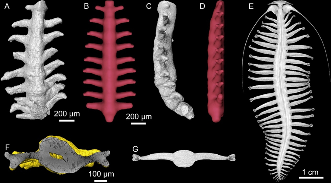 Comparison between Zhangjiagoivermis longicruris (A-D, F) and Tomopteris (E, G). Photo: Courtesy of Zhang Huaqiao