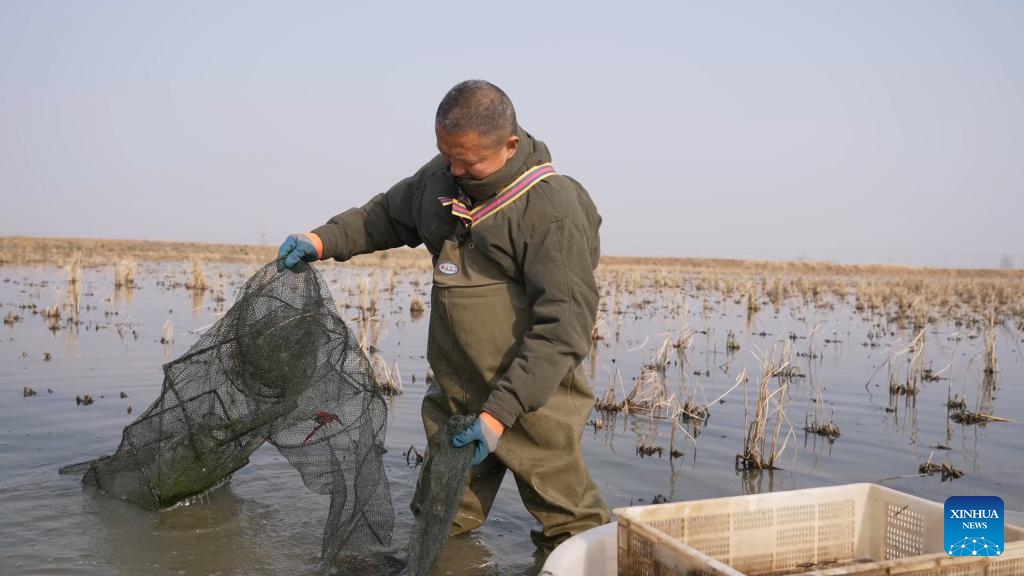 A farmer catches crayfish at a breeding base in Huanghuatang Town of Xuyi County, east China's Jiangsu Province, in December 2025. 