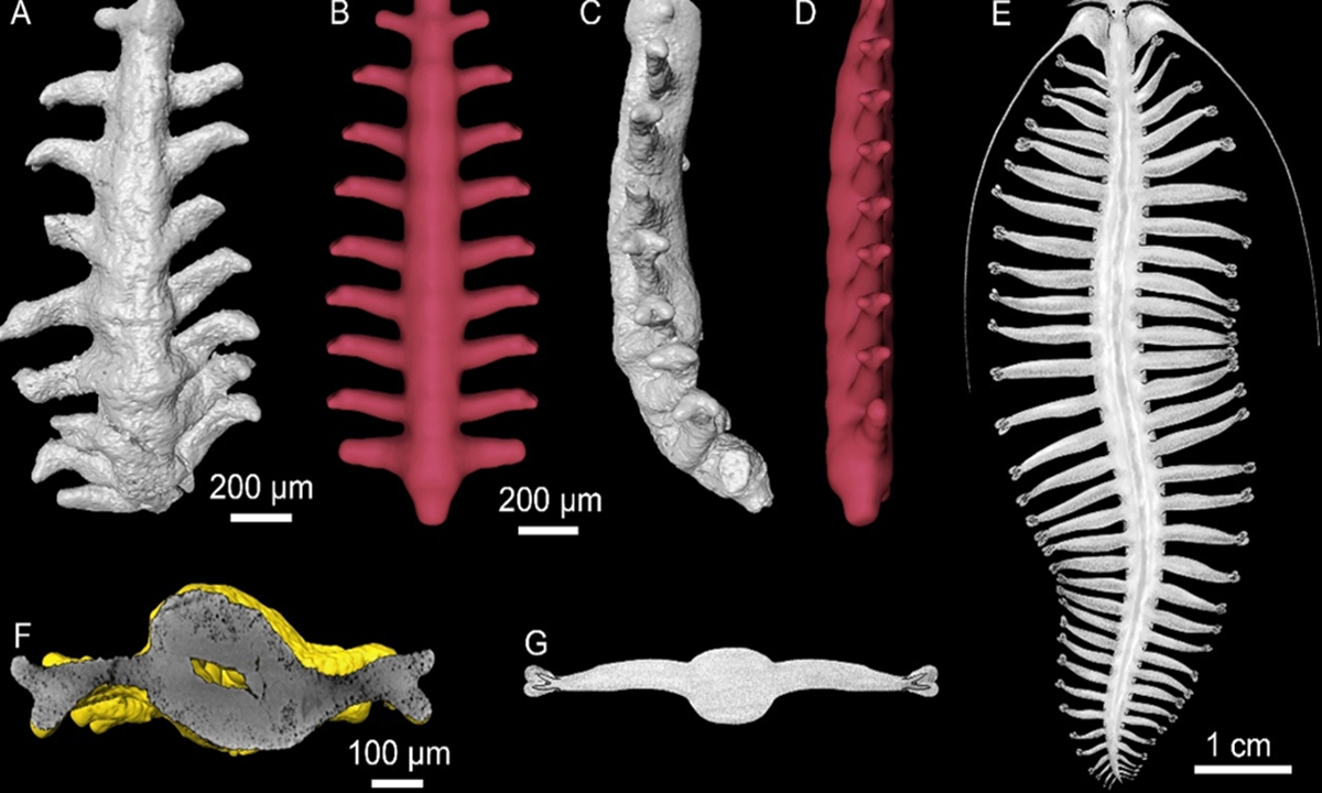 Chinese-led team uncovers oldest known body fossils of ringed worms