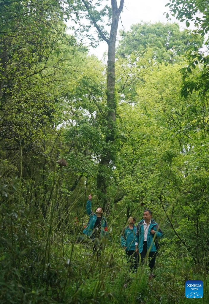 Xu Weishui (1st R) and villagers patrol in a grove where grey herons nest in Dazizui Village of Duchang County, east China's Jiangxi Province, April 9, 2026.

