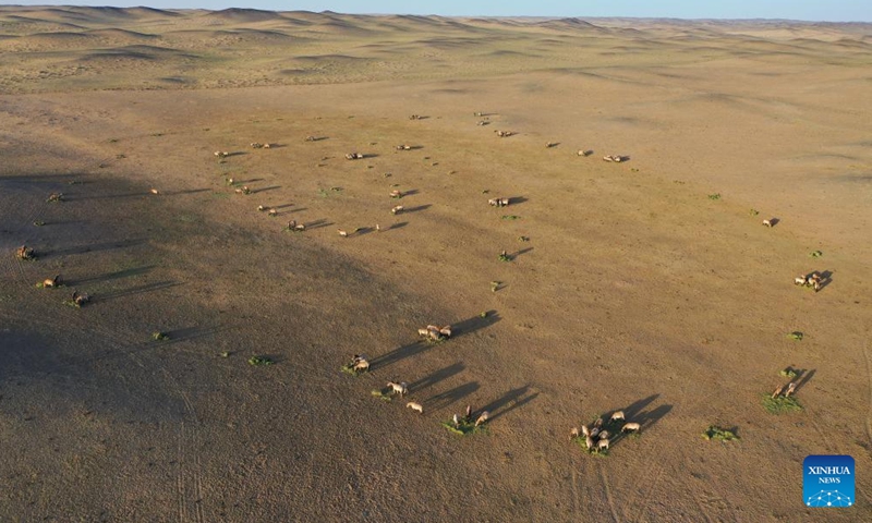 An aerial drone photo taken on April 21, 2026 shows Przewalski's horses at a monitoring station in the Kalamaili Nature Reserve in northwest China's Xinjiang Uygur Autonomous Region.

